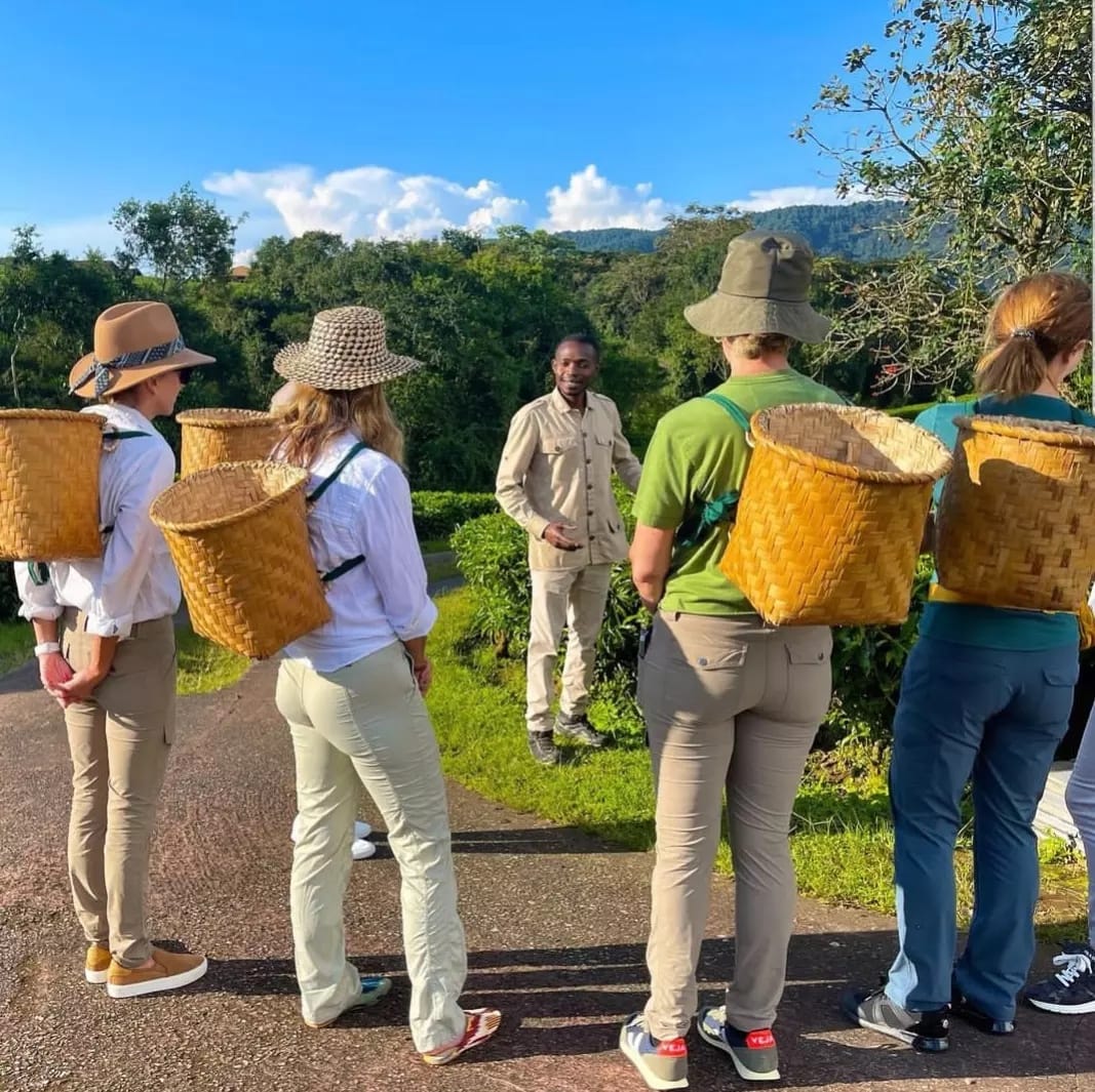 SahihiT's tweet image. Go green, #explore #Rwanda the heart of #africa where u will have a memorable #vacation with @SahihiT. Get ready for #canopywalkway &amp;amp; #chimpanzeetrekking adventure.

📩sahihiafricatours@gmail.com

#Traveler #Kigali #ValentinesDay2026 #TravelDiaries #AdventureAwaits #BookNow