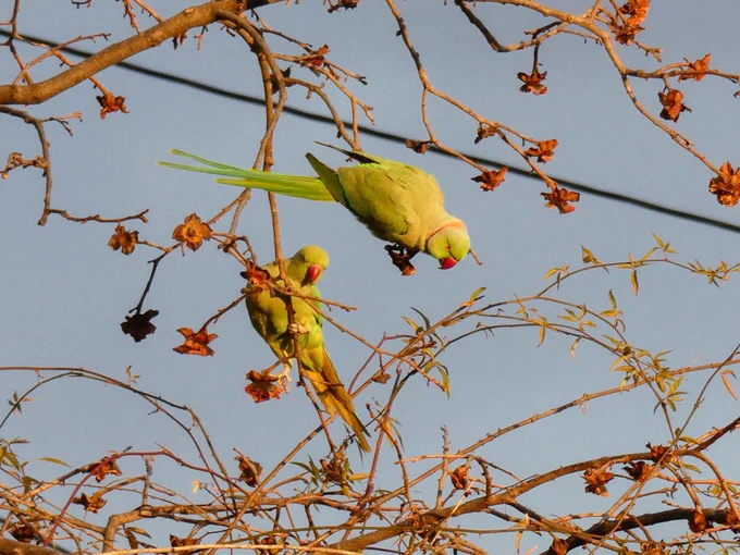散歩してたらインコいた 一瞬アオバトかと思ってテンション上がった これ外にいていいやつだよね?