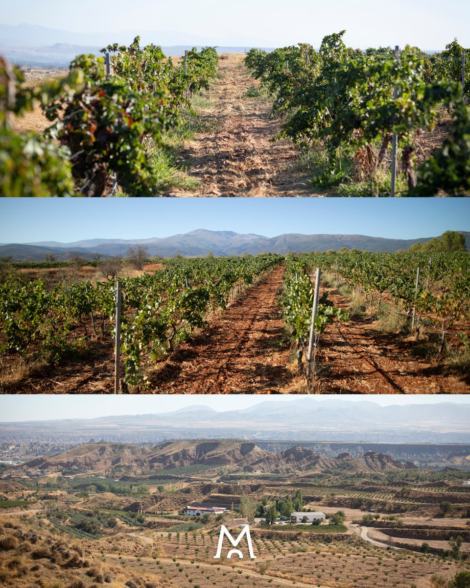 En Muñana cultivamos nuestras uvas en tres niveles de altitud:
⛰️ 1.060 m | 1.100 m | 1.260 m

Cada fase aporta matices únicos.
Cada altura, una expresión distinta de un mismo origen.

𝐋𝐀 𝐁𝐎𝐃𝐄𝐆𝐀 𝐂𝐎𝐍 𝐕𝐈Ñ𝐄𝐃𝐎 𝐏𝐑𝐎𝐏𝐈𝐎 𝐌𝐀́𝐒 𝐀𝐋𝐓𝐀 𝐃𝐄 𝐄𝐒𝐏𝐀𝐍̃𝐀