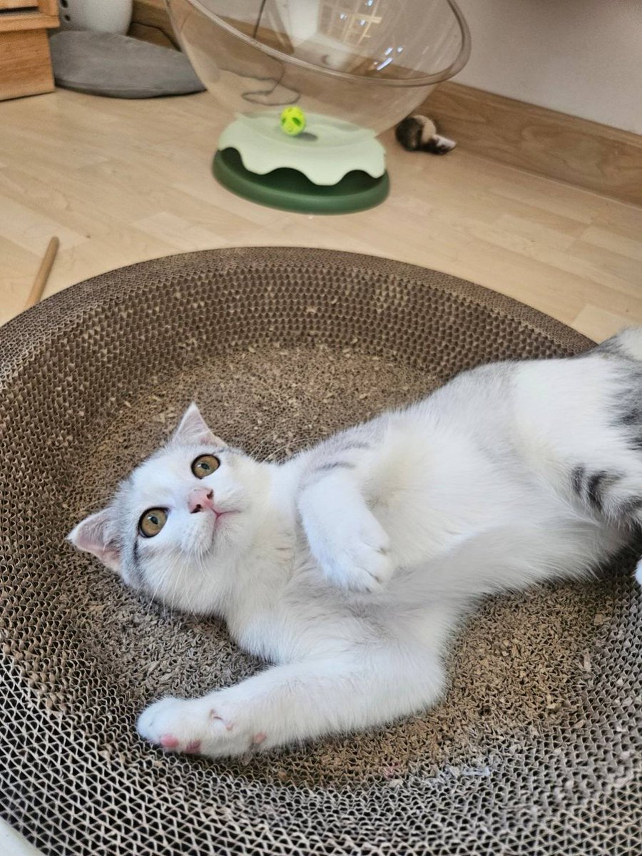 Catster & Co บ้านพักพิงแมวจร tweet media