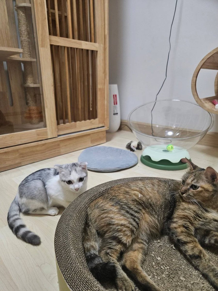 🏠 หาบ้านให้น้องแมว 🏠 (ฝากประกาศ)

แม่แมวสาวไทยขี้อ้อน และเด็กลูกครึ่งสก็อตติช โฟล์ดมาเดบิ้วต์หาบ้านอีกรอบ

คุณแม่ Season 
คุณแม่วัยใส นิสัยดี อ่อนโยน เป็นมิตรกับทุกคน น่ารักมากกกก เรียบร้อย ขี้อ้อน ชอบให้ลูบตัว ชอบให้เกา ติดคน
(คุณแม่อายุ 2 ขวบ ได้รับวัคซีนหัดหวัดแมว ลิวคีเมีย