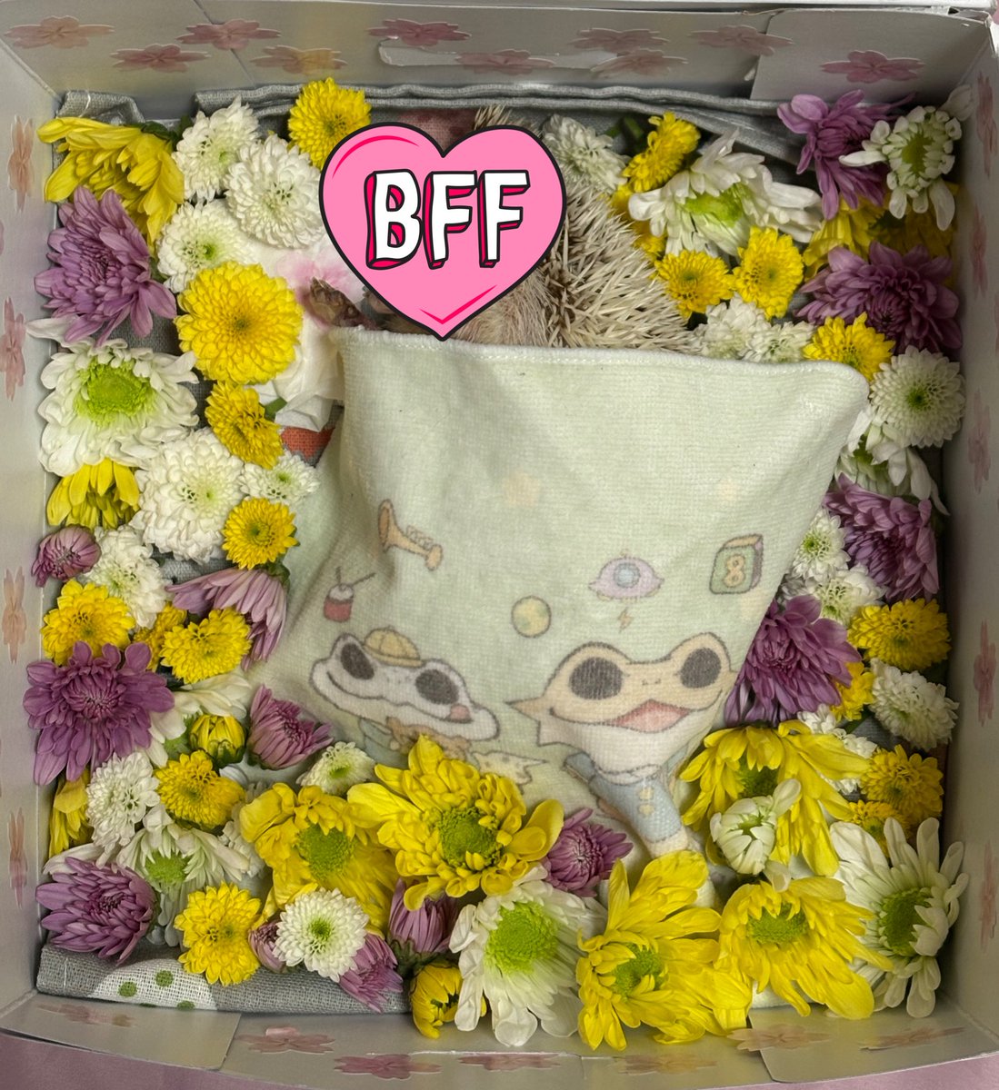 ぴぴ丸 tweet media