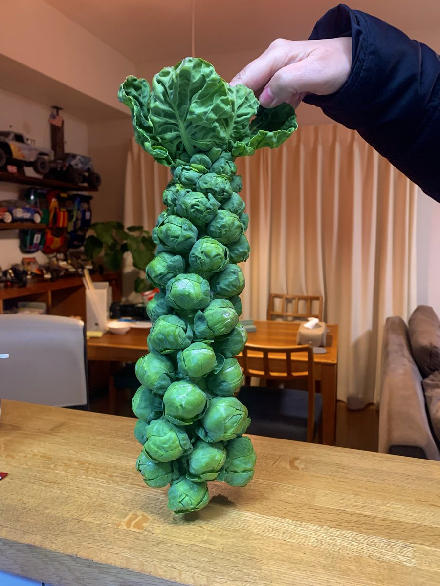 芽キャベツ！ こんな感じに成るんですね！ 衝撃的😎👊