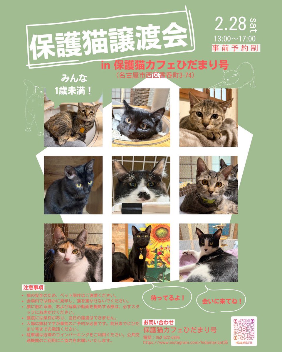 1歳未満の子猫の譲渡会をします。 入場無料です。 予約制です。052-522