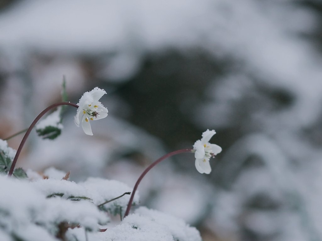 雪の中に咲くバイカオウレン❄ #神戸市立森林植物園 OLYMPUS PEN Lite
