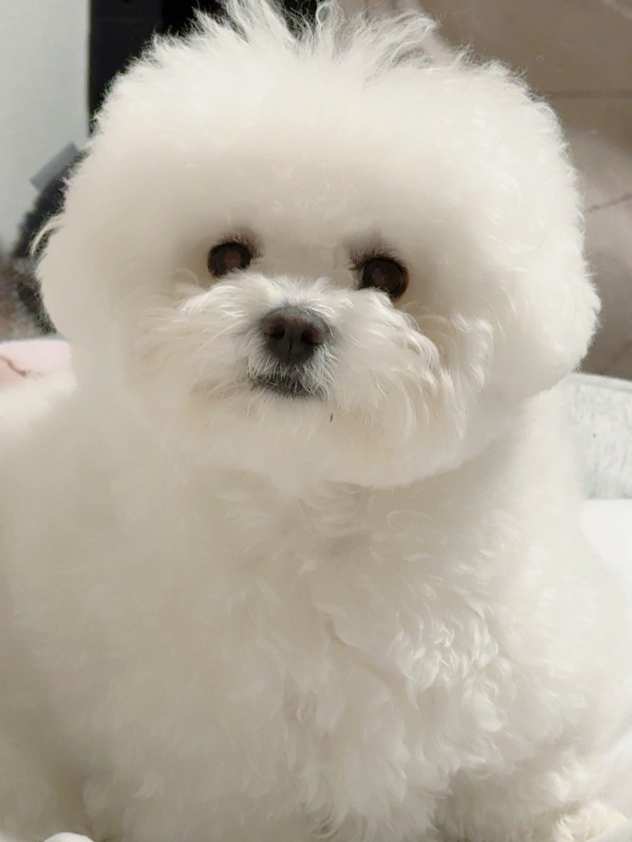 これはいぬですか？
いいえお餅です