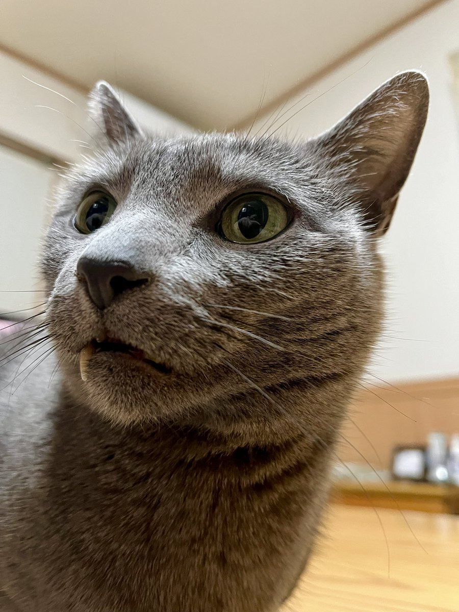 遊んで~！と私とスマホの間を行ったり来たり😅