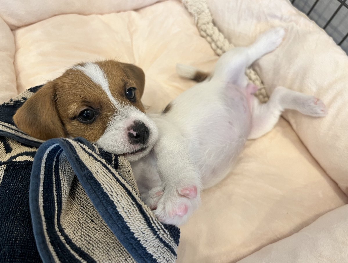 ぽんぽん独占禁止法違反で逮捕状きそうなので載せます😭😭捕まりたくないです😭