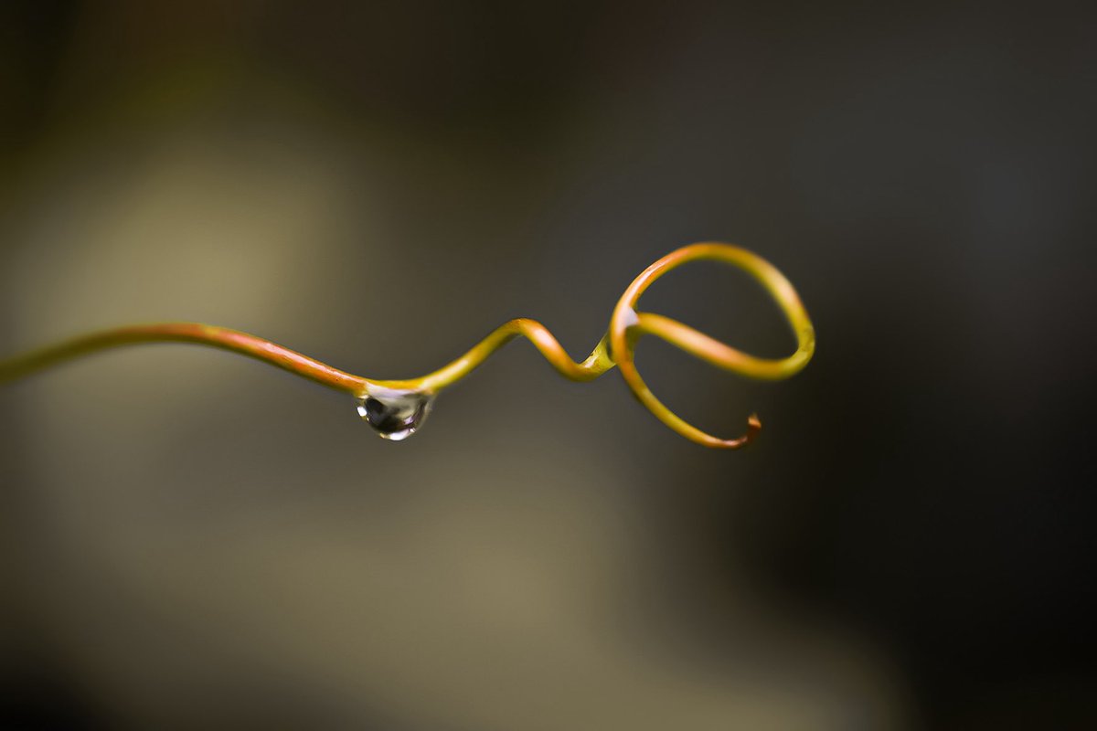 LusiaTedjoSukmo's tweet image. Golden whispers from nature.
 Flight, glow, and a single drop.  

 #MacroNature #photography