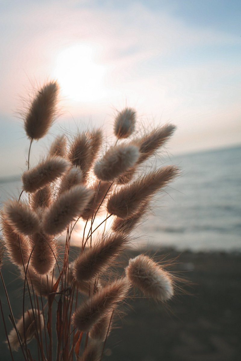 LusiaTedjoSukmo's tweet image. Golden whispers from nature.
 Flight, glow, and a single drop.  

 #MacroNature #photography