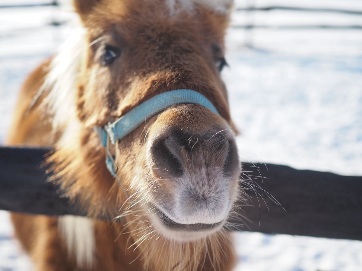 ぽんぽん🐾 (@franchise_pon) / Posts / X