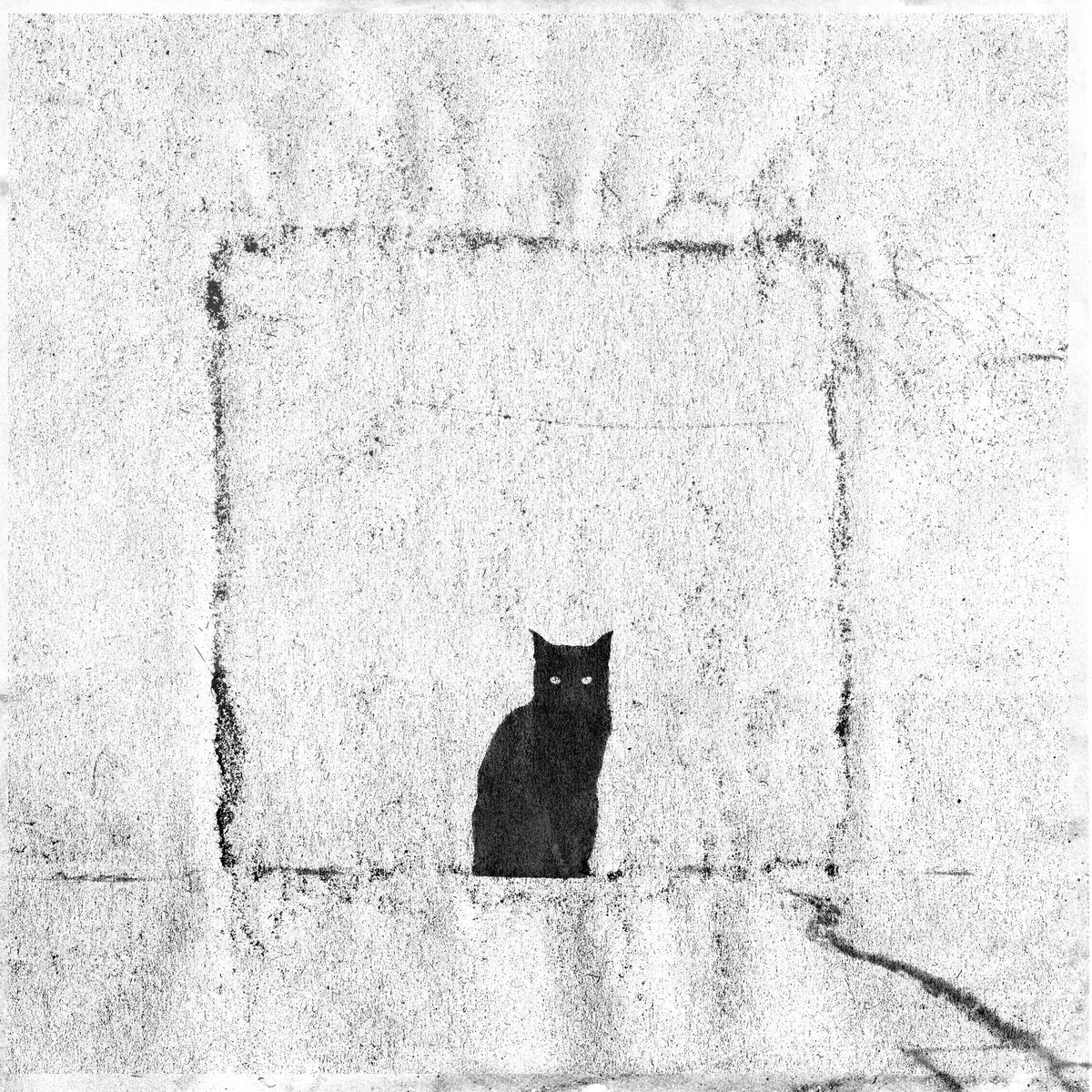 Black Cat 13/13, 8 tez #FORGOTEZ