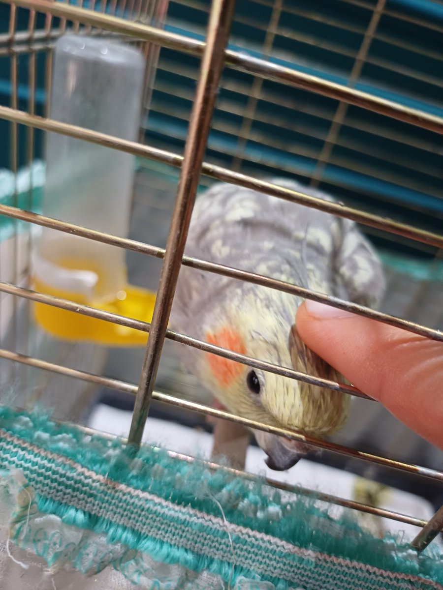 bu sefer dokunmama izin verdi eşek sıpası😭💌