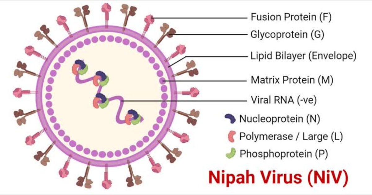 #Nipah virus #NiV highly virulent zoonotic pathogen capable of severe #pandemic, CFR 40 ~ 75%. Survivors have lasting neurological damage, persistent seizures &amp; personality changes. Can reactivate years after initial infection. NO Vaccines💉 or treatment❗
sciencedirect.com/science/articl…
