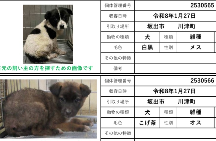 香川県　子犬　里親募集！

２〜３ヶ月の子達🐕️

子犬を飼いたいかた、いませんか？
一匹でもOK👍

香川、岡山、大阪、福井、滋賀その近辺で里親さんを募集！
◉60歳以上の方でもサポートできる家族と同居されていれば譲渡可能です
ご連絡は<a href="/wannyanpeasmail/">学生愛護団体ワンニャン🐾ピースマイル</a>へ🙇

中讃
#香川県 #里親募集 #犬 #子犬