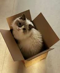 pengha 🫎 $XAGE tweet media