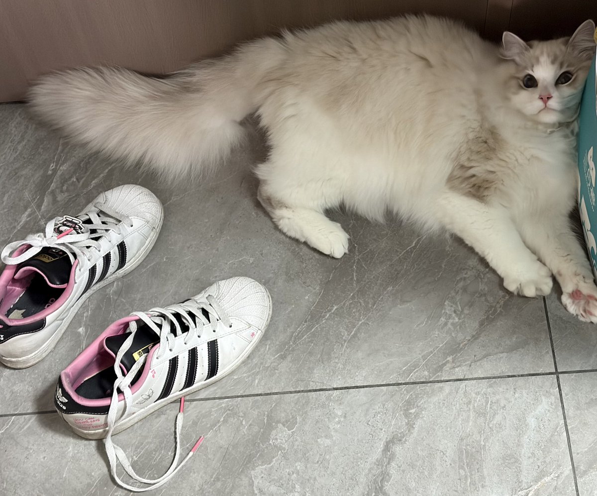 恶魔喵🐾 tweet media