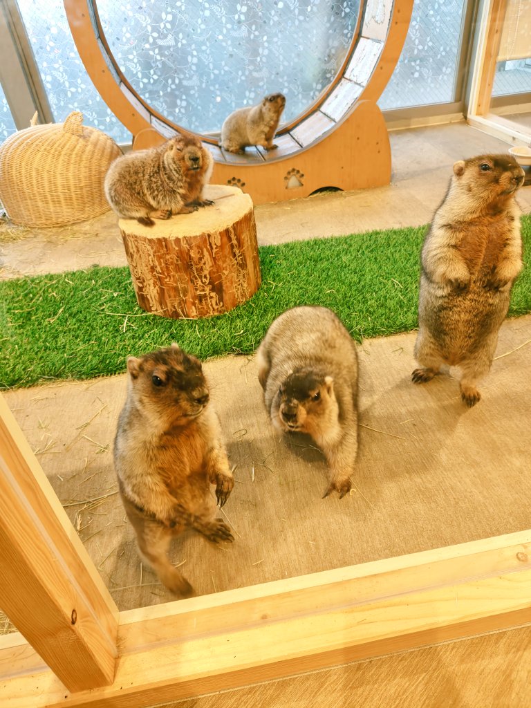 マーモットだらけ！
かわいい〜〜〜