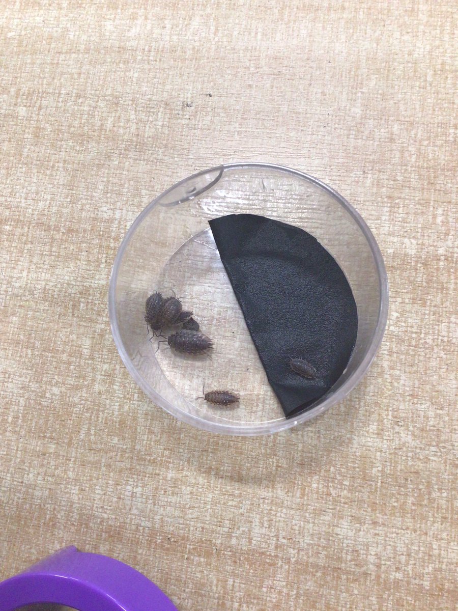 Byron Primary School tweet media