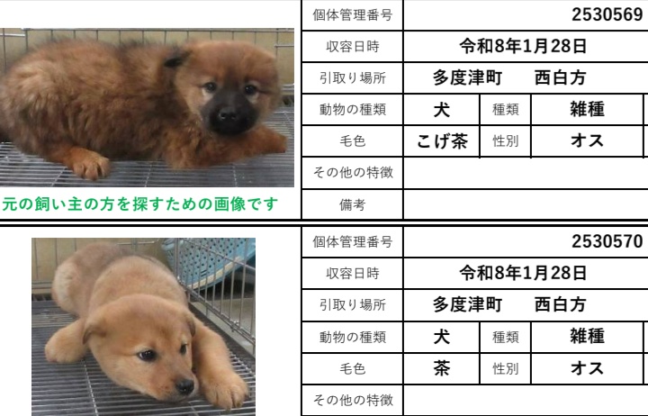 香川県　子犬　里親募集！

４〜６ヶ月の子達🐕️

子犬を飼いたいかた、いませんか？
一匹でもOK👍

香川、岡山、大阪、福井、滋賀その近辺で里親さん募集！
◉60歳以上の方でもサポートできる家族と同居されていれば譲渡可能です
ご連絡は<a href="/wannyanpeasmail/">学生愛護団体ワンニャン🐾ピースマイル</a>へ🙇

中讃
#香川県
#里親募集　#犬　#子犬