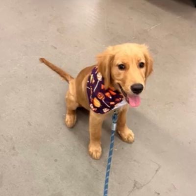 whysopepe's tweet image. The real name of Barking Puppy is $BUDDY

Let's build the strongest community and keep engaging with Kevin Gill on his Instagram!
