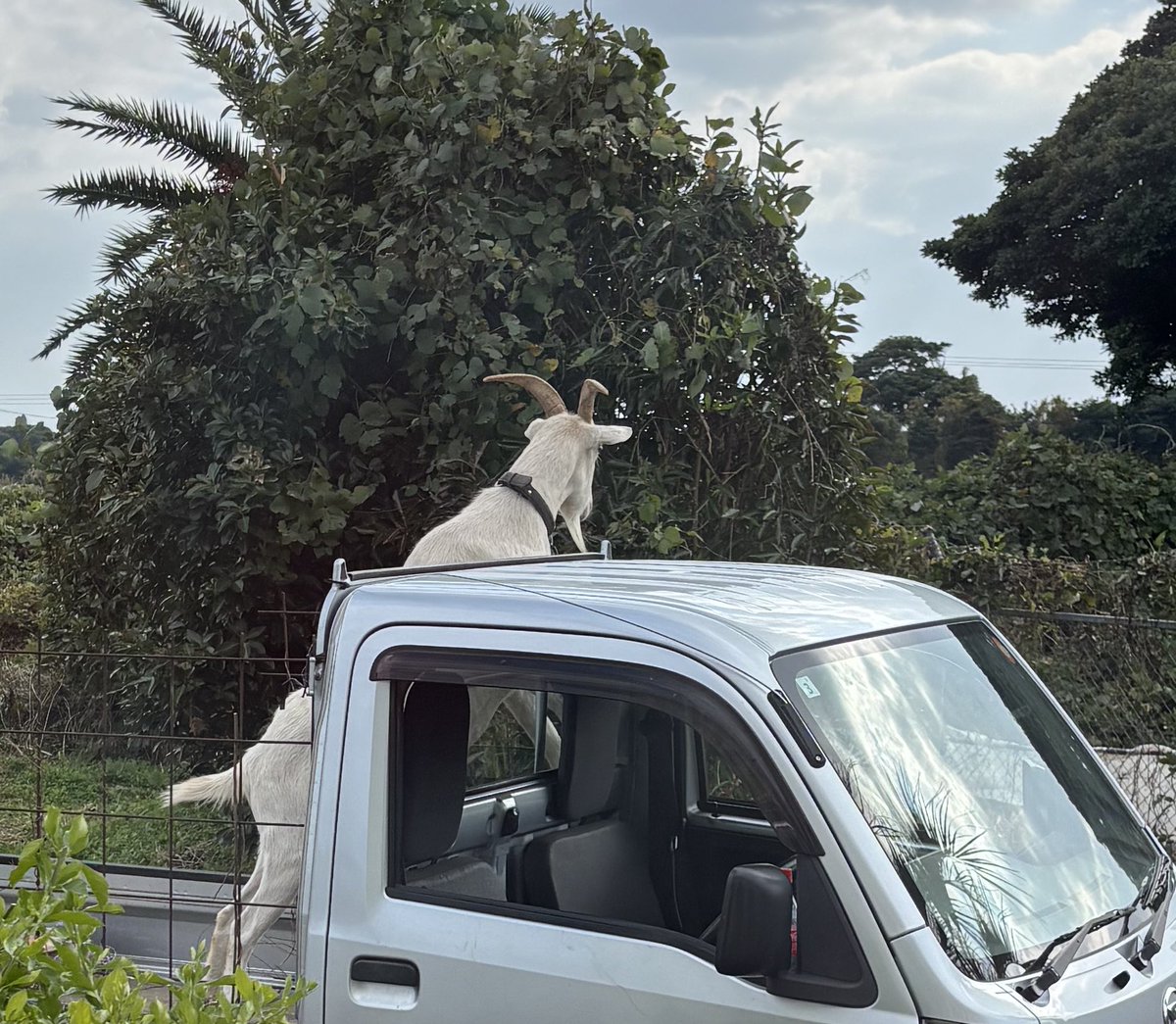 一部からヤギ女と言われてますが、こういうことです⬅️❓