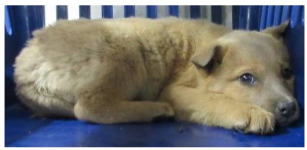 香川県　子犬　里親募集！

４〜６ヶ月齢🐕️　メス　茶色

香川、岡山、大阪、福井、滋賀その近辺で里親さん募集！
◉60歳以上の方でもサポートできる家族と同居されていれば譲渡可能
ご連絡は<a href="/wannyanpeasmail/">学生愛護団体ワンニャン🐾ピースマイル</a>へ🙇

保健所の殺処分から救ってください
中讃2530571番
#香川県
#里親募集　#犬　#子犬