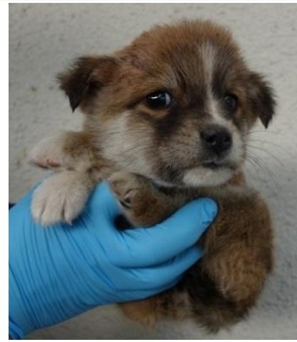 香川県　子犬　里親募集！

１〜２ヶ月🐕️ 茶白　メス

子犬を飼いたいかた、いませんか？

香川、岡山、大阪、福井、滋賀その近辺で里親さん募集！
◉60歳以上の方でもサポートできる家族と同居されていれば譲渡可能
ご連絡は<a href="/wannyanpeasmail/">学生愛護団体ワンニャン🐾ピースマイル</a>へ🙇

西讃2540246番
#香川県　#里親募集　#犬　#子犬