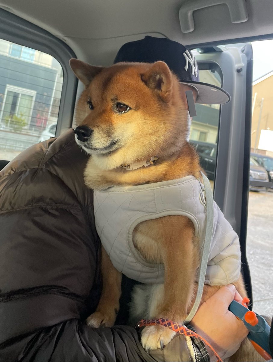 豆柴🎾九十 (@rojiko7) / Posts / X