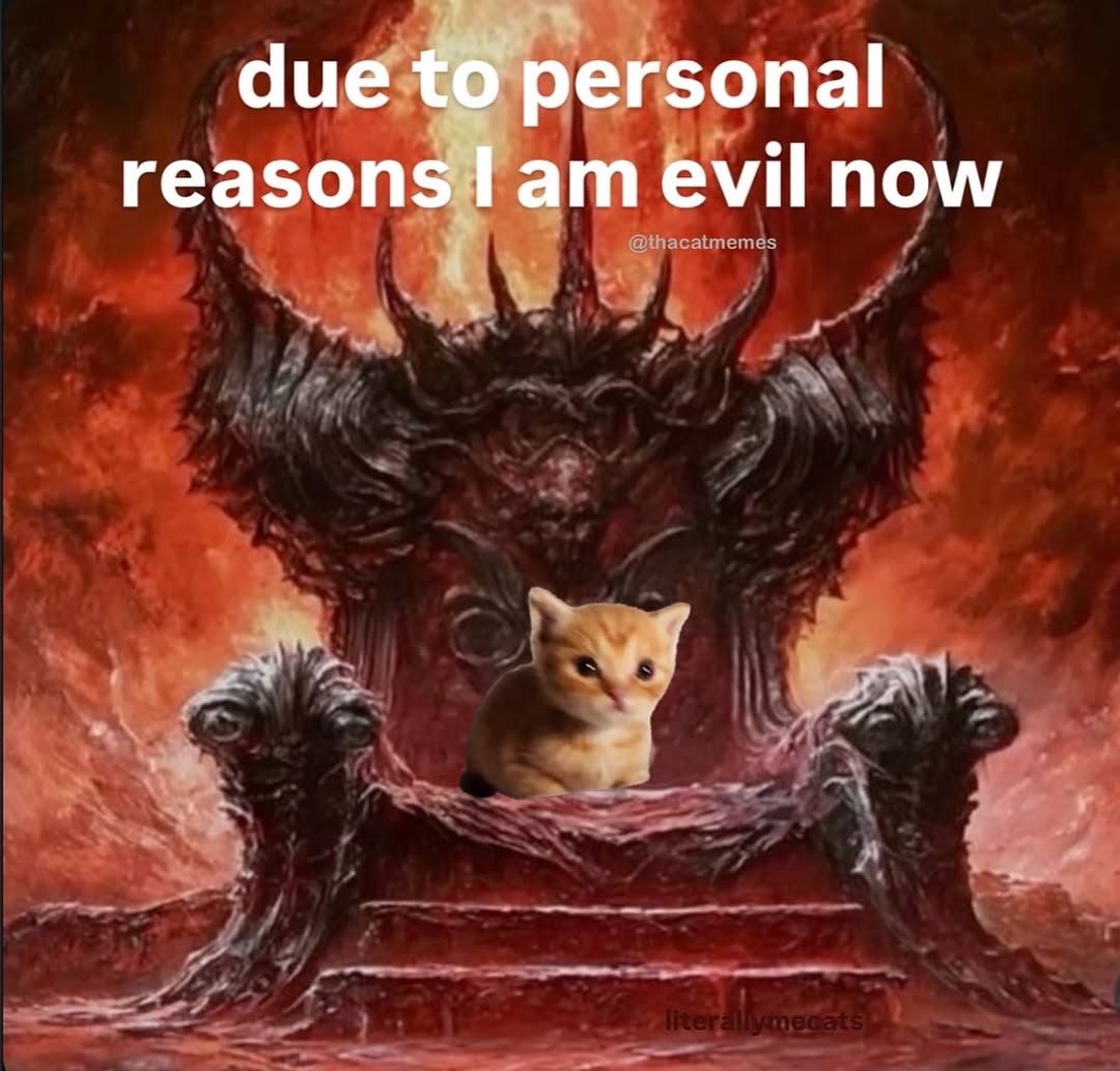 smol silly cat tweet media