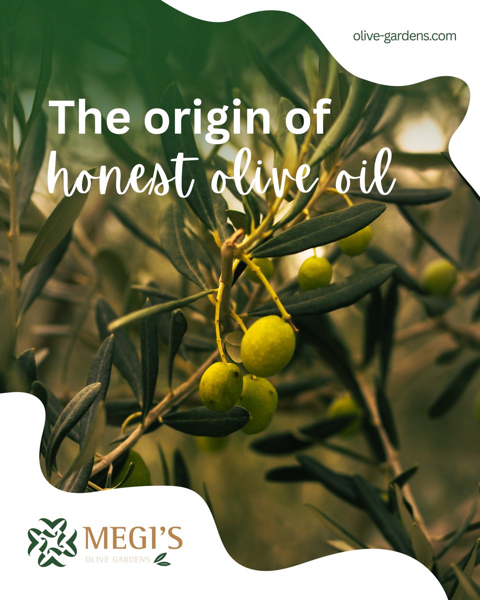 Before pressing, before bottling, before reaching your table, there is this simple beginning.
At Megi’s Olive Gardens, honesty in olive oil begins with how we grow our olives. 🫒✨

#MegisOliveGardens #OliveBranch #OliveOil #FromNatureToTable #PureIngredients #NaturalGrowth