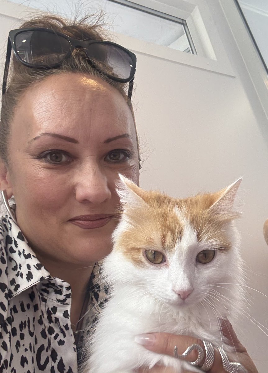 Fairy Cat Mother tweet media