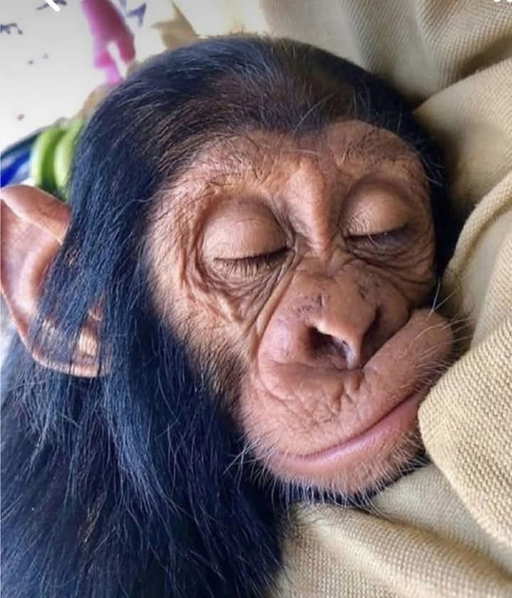 Josemondego's tweet image. Monito se va a mimir💋❤️💋❤️ Monito os quiere mucho 🥰🥰🥰😘