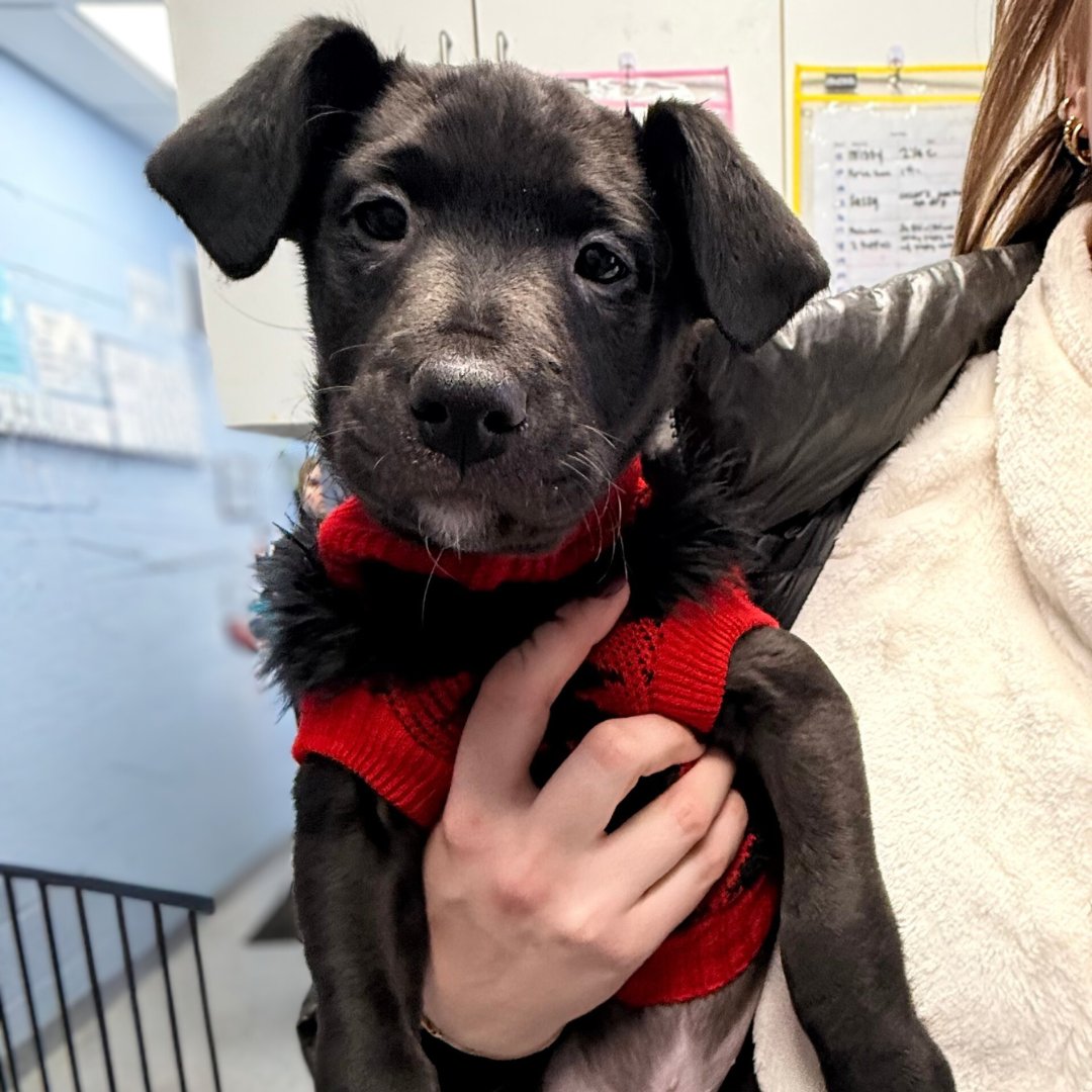 BMORE HUMANE tweet media