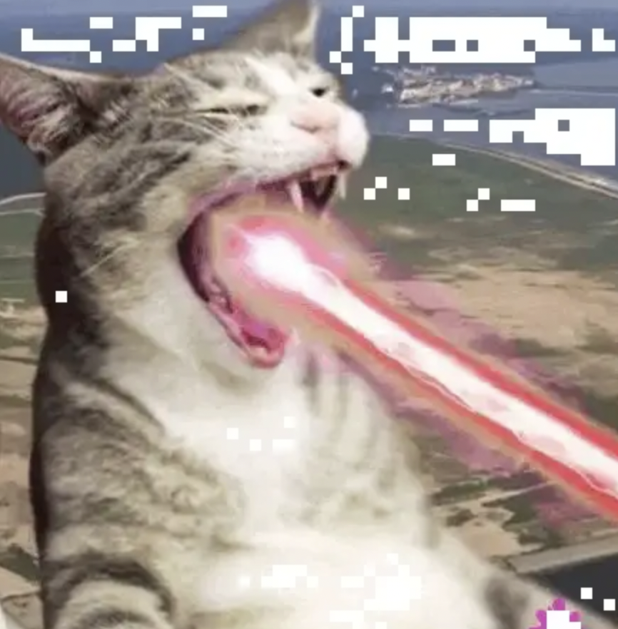 Cat tweet media