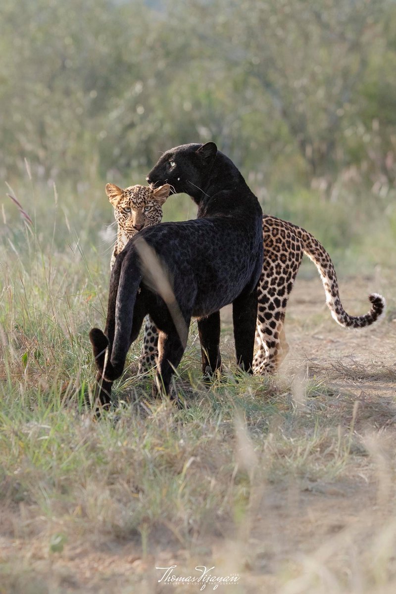 SMNK1972's tweet image. Black leopard and her growing cub. What a beautiful capture from Thomas Vijayan