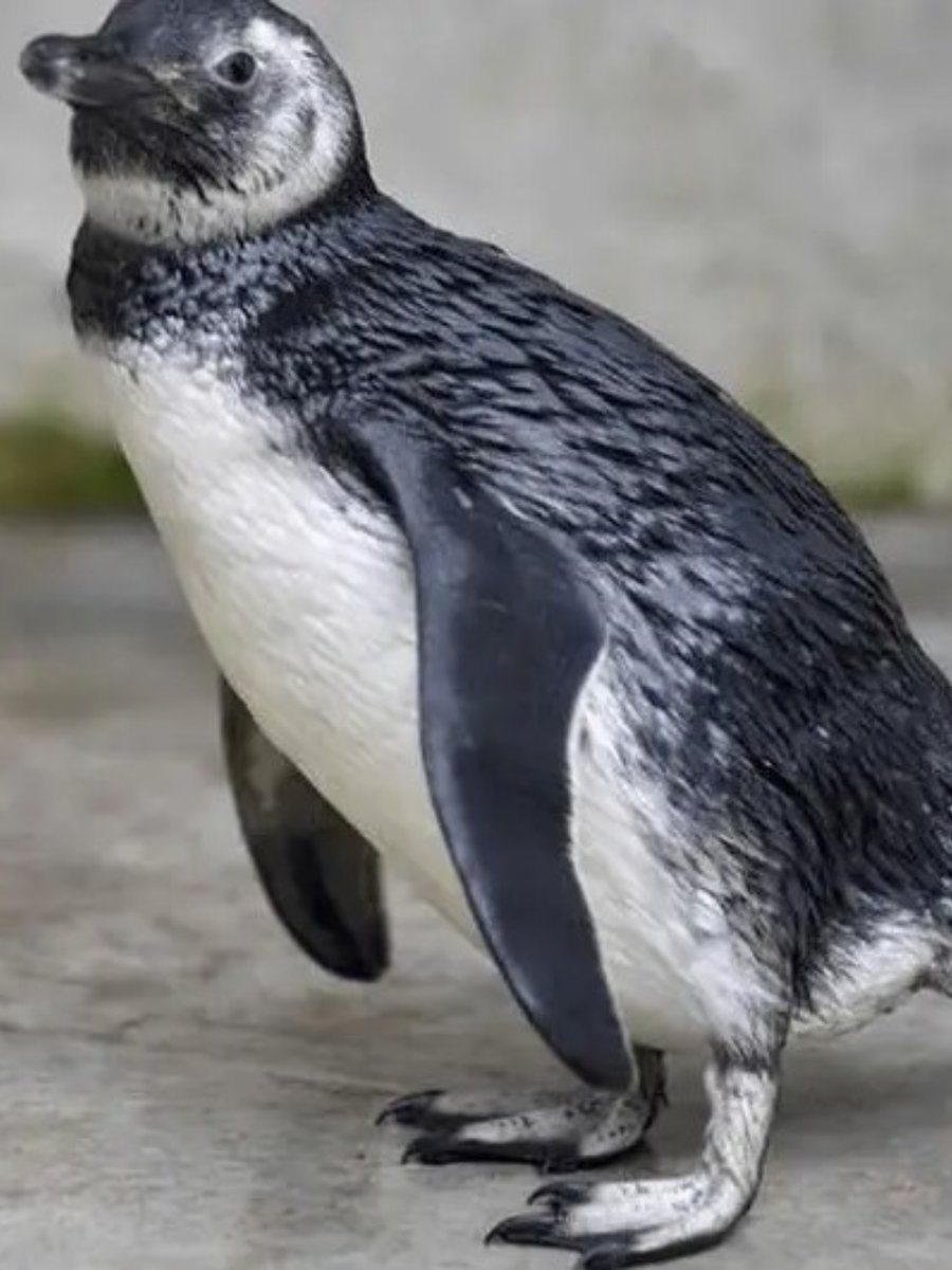 EL CONICET LANZÓ UN STREAMING PARA VER A LOS PINGÜINOS EN LA PATAGONIA

Presentó una nueva transmisión en vivo que permite observar, las 24 horas, la vida de los pingüinos en su hábitat natural. El proyecto, desarrollado junto a la Fundación Rewilding Argentina, utiliza cámaras