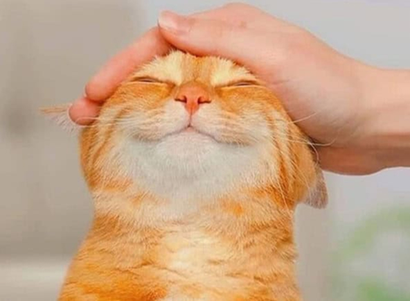 TimNearves's tweet image. NFT ≠ value
Utility = value
#Nearves on #Polygon Soon.