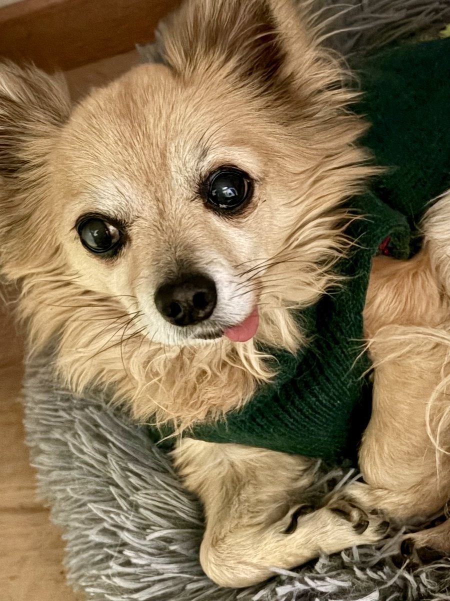 TheDanielGrothe's tweet image. Hey friends, my sweet dog Mikey is fighting a tough battle and we need your help to cover his vet bills and treatment. 
Every donation brings us closer to getting him back on his paws! 
Please consider contributing or sharing: 

gofund.me/b99f92f54

danielgrothe.us/save-mikey/…