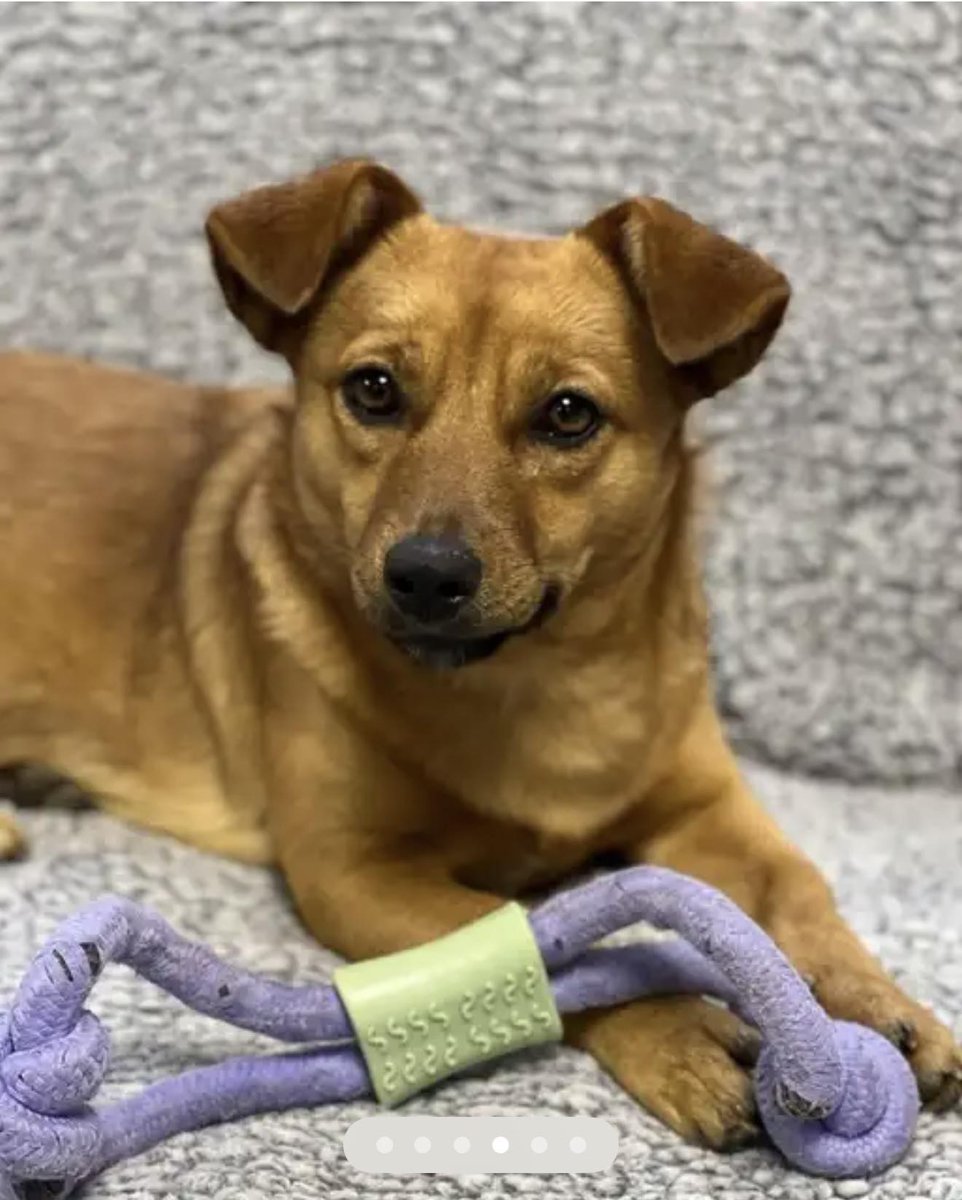 rescuedoggypaws's tweet photo. Meet Fushi! Small, Social &amp; Only a Year Old
This gorgeous little girl is Fushi — she’s just 1 year old, small in size, and she’s ready to start her journey towards a forever home!
Please message forgetmenotreadingrescues@outlook.com
#Berkshire #Reading #Wokingham #Calcot #Ascot https://t.co/Am1p6Z4Fcc