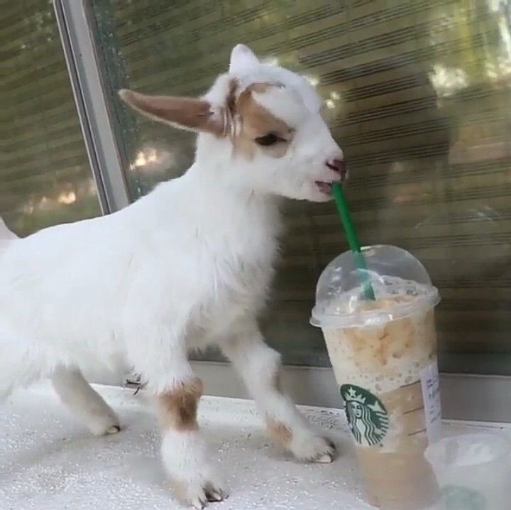 린지이 tweet media