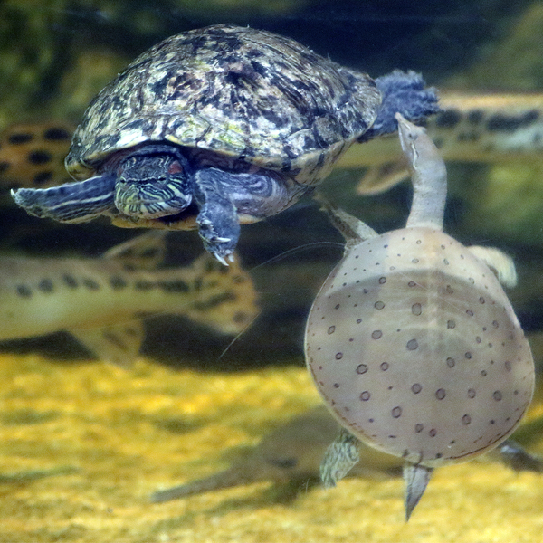 The Eastern spiny softshell turtle doesn't just swim—it zooms. That's because its leathery, lightweight, flat “pancake‑like” shell cuts down on drag, while its webbed feet propel it through the water.  #natureiscurious #cleaquarium