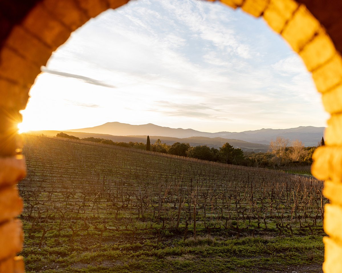 Tenuta Luce tweet media