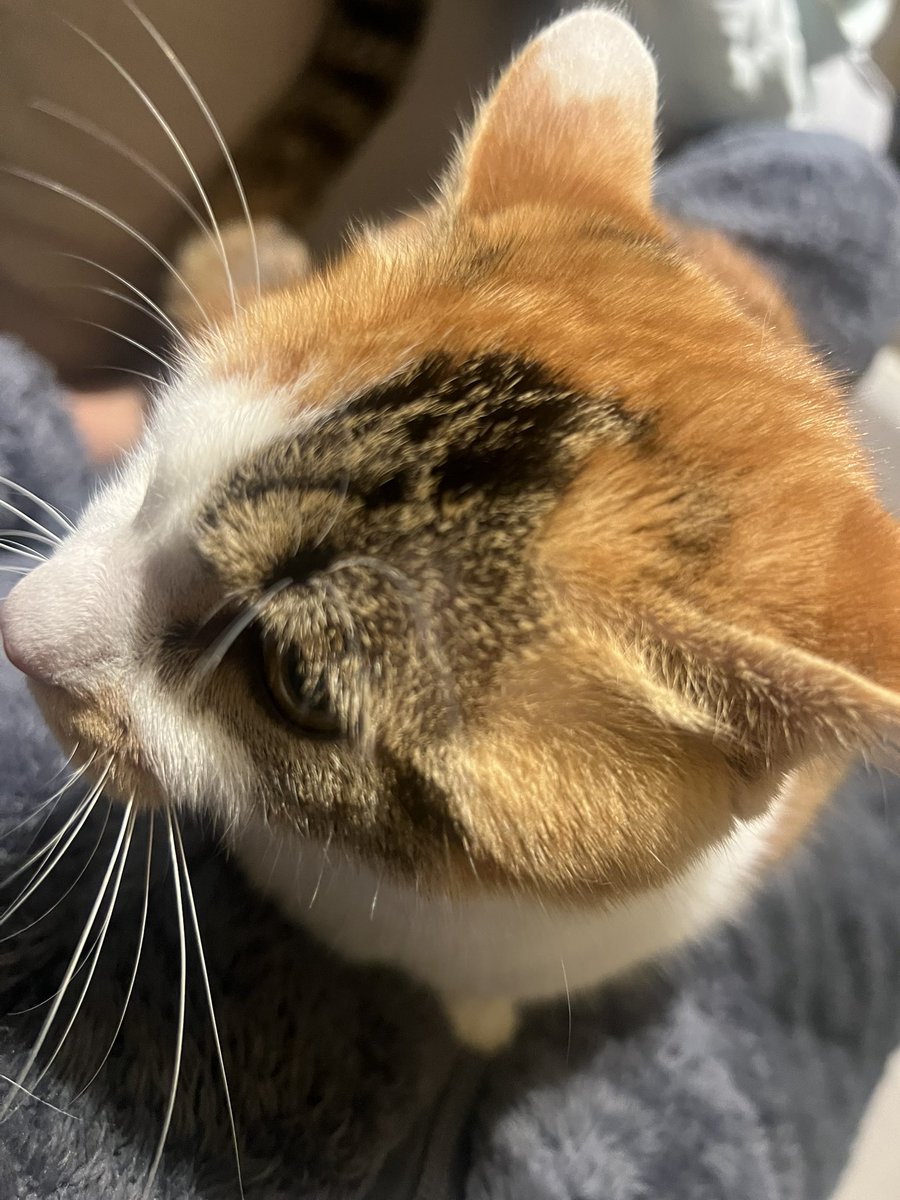 hao08098's tweet photo. This kitten is so cute, running around instead of sleeping. https://t.co/UpPKCPc6CR