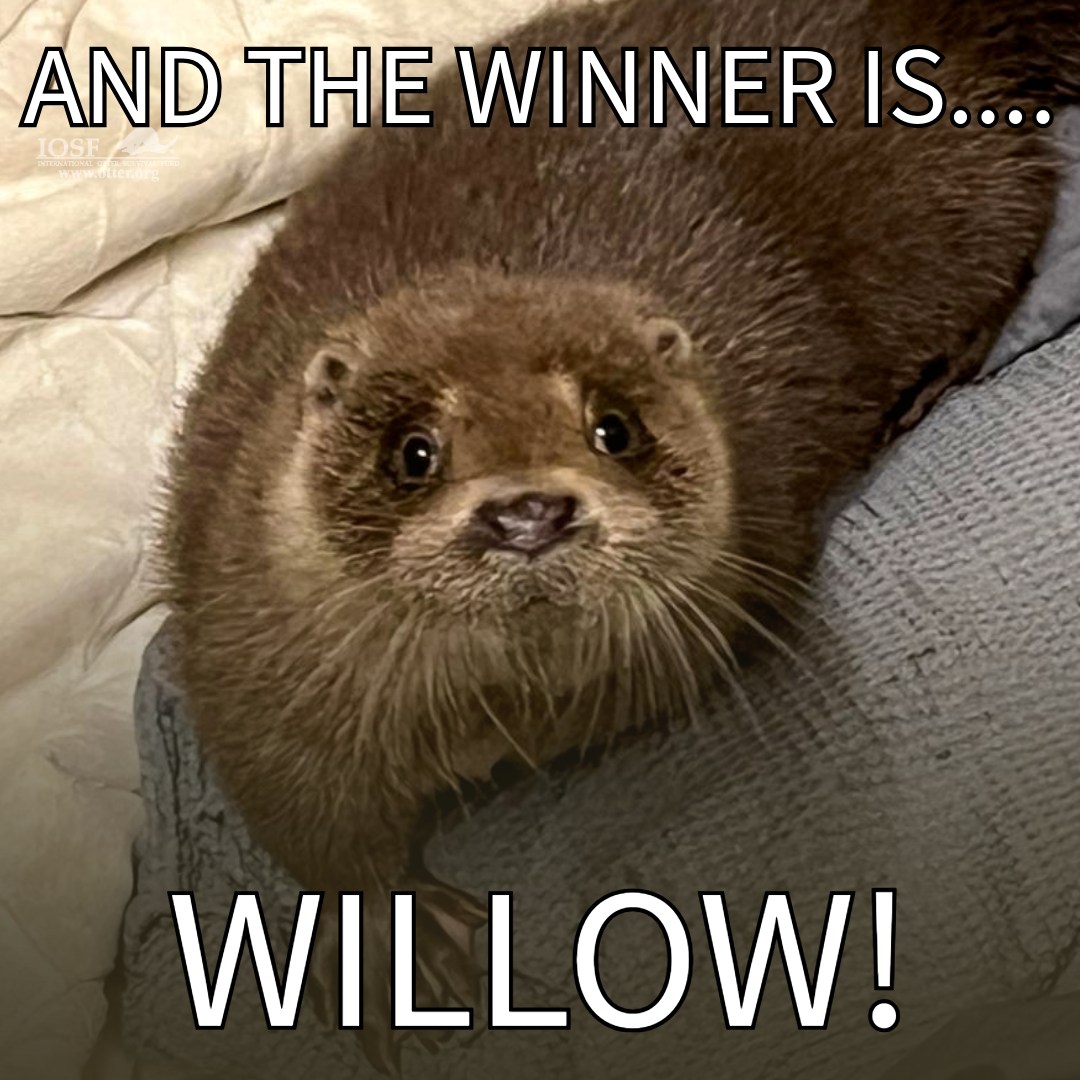 Otter Shop tweet media