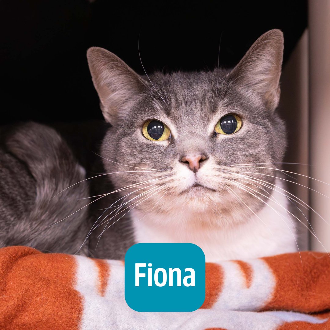 Lake Humane Society tweet media