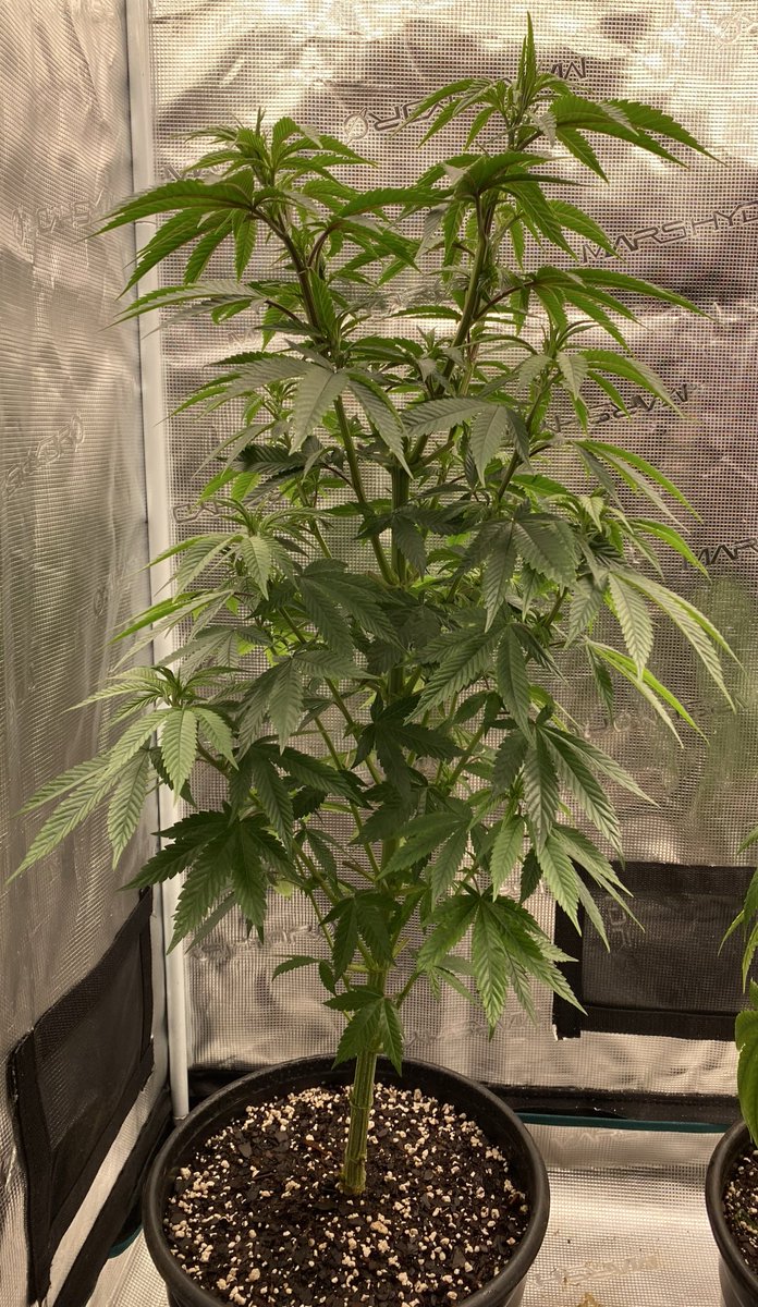 Letmeknowbarry tweet media