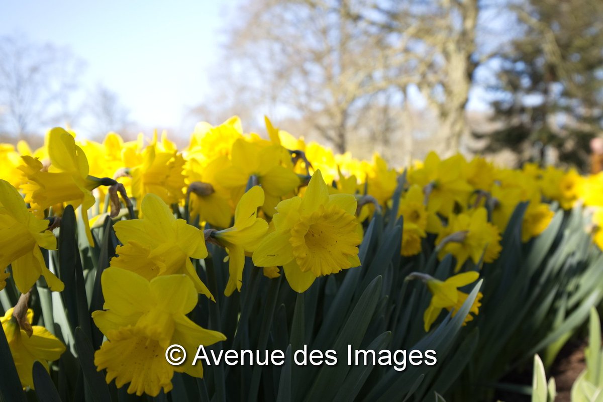 Avenue des Images tweet media