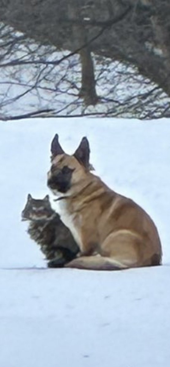 💙💛 Саше Суспензиясенсе tweet media