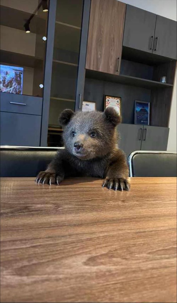 bearsdaily_'s tweet photo. https://t.co/Kmz7wjydoV